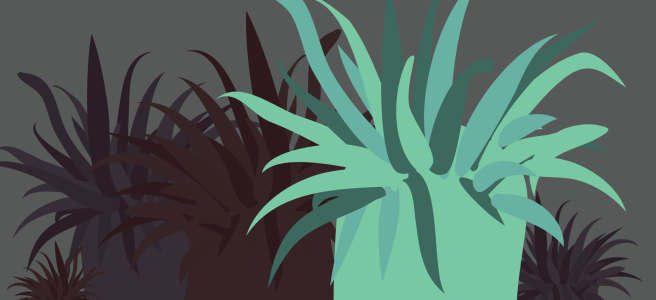 The STEM Chicks Coral Reefs Feature Image